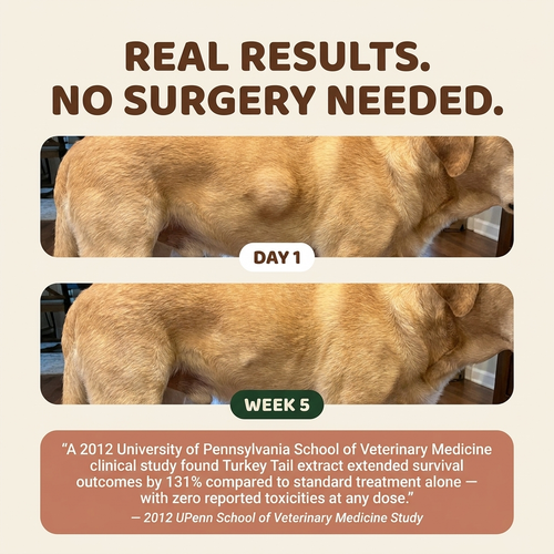 TurkeyTail+™ Fix the Gut. Dissolve the Lump.